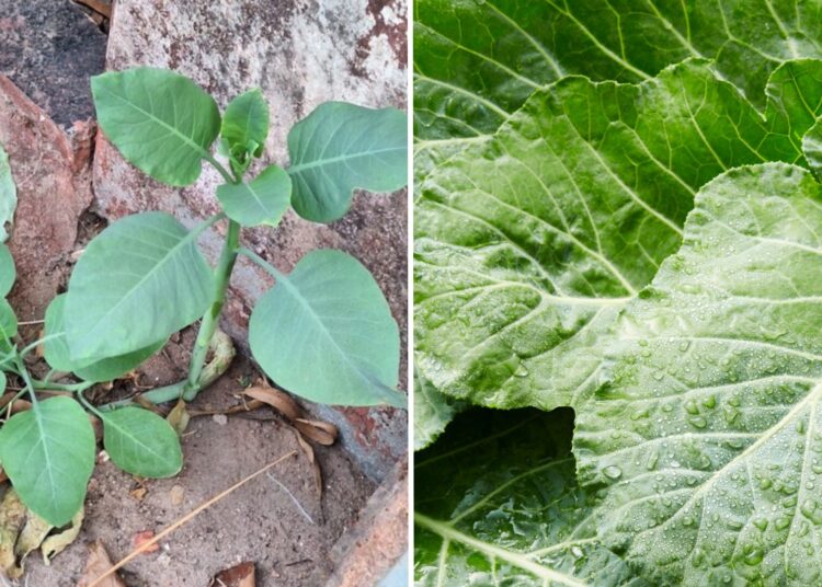 Nicotiana glauca: veja como diferenciar a 'falsa couve' da couve normal - Foto: CBMMG + Canva