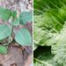 Nicotiana glauca: veja como diferenciar a 'falsa couve' da couve normal - Foto: CBMMG + Canva