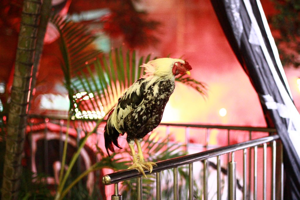 Galo, mascote do Atlético-MG (Foto: CAM/Bruno Cantini)