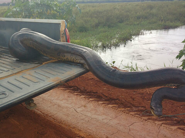 Cobra de cerca de seis metros é capturada pela Polícia do Meio Ambiente em Japaraíba sucurri capturada