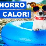 Cachorro com calor