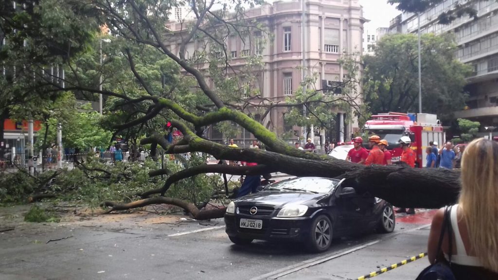 Queda de árvore na Praça Sete