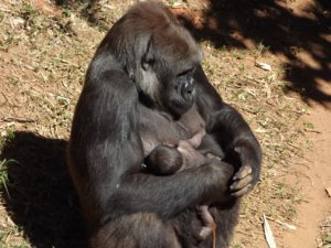 Terceiro filhote de gorilas nascido na FZB BH 1