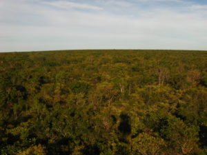 AréasRegeneradaseMamíferos1