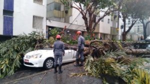 Homem morre após árvores caem em táxi no Centro de Belo Horizonte 1 taxis arvores