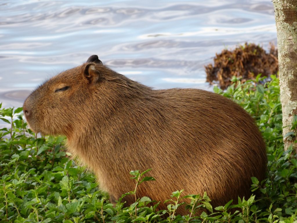 capivara