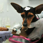 Saiba como fazer o agendamento de castração gratuita de cães e gatos em BH - Foto: Tony Winston/Agência Brasília