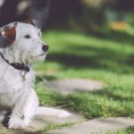cachorro com coleira