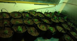 Casal é preso com plantio de maconha dentro de casa em BH 1 maconha aprendida n8acxe