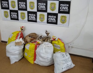 Polícia Civil incinera cerca de 150 quilos de drogas em Itaúna