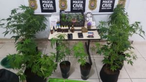 Dupla é presa em flagrante por cultivar maconha em sítio de Lavras - Foto: Divulgação/PCMG