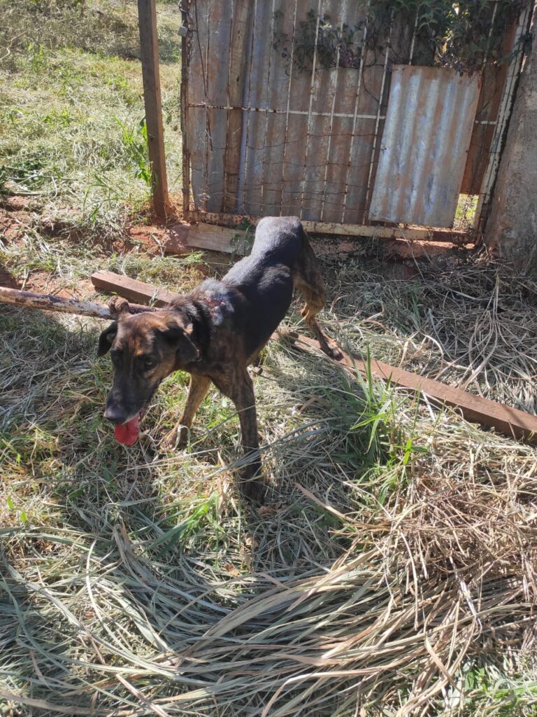 Polícia resgata sete cães em situação de maus-tratos em Pará de Minas - Foto: Divulgação/PCMG