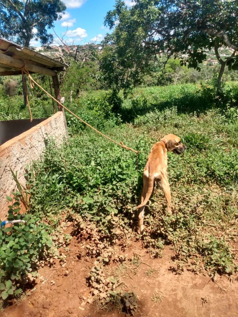 Polícia prende homem que deixou cão amarrado para morrer em Mateus Leme - Foto: Divulgação/PCMG