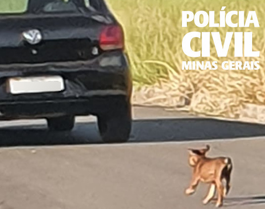 Polícia Civil investiga suspeitos de abandonar cão em Alfenas - Foto: Divulgação/PCMG