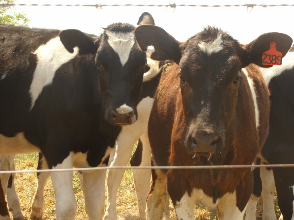 Ministério da Agricultura confirma caso de vaca louca em frigorífico de Belo Horizonte - Foto: Reprodução