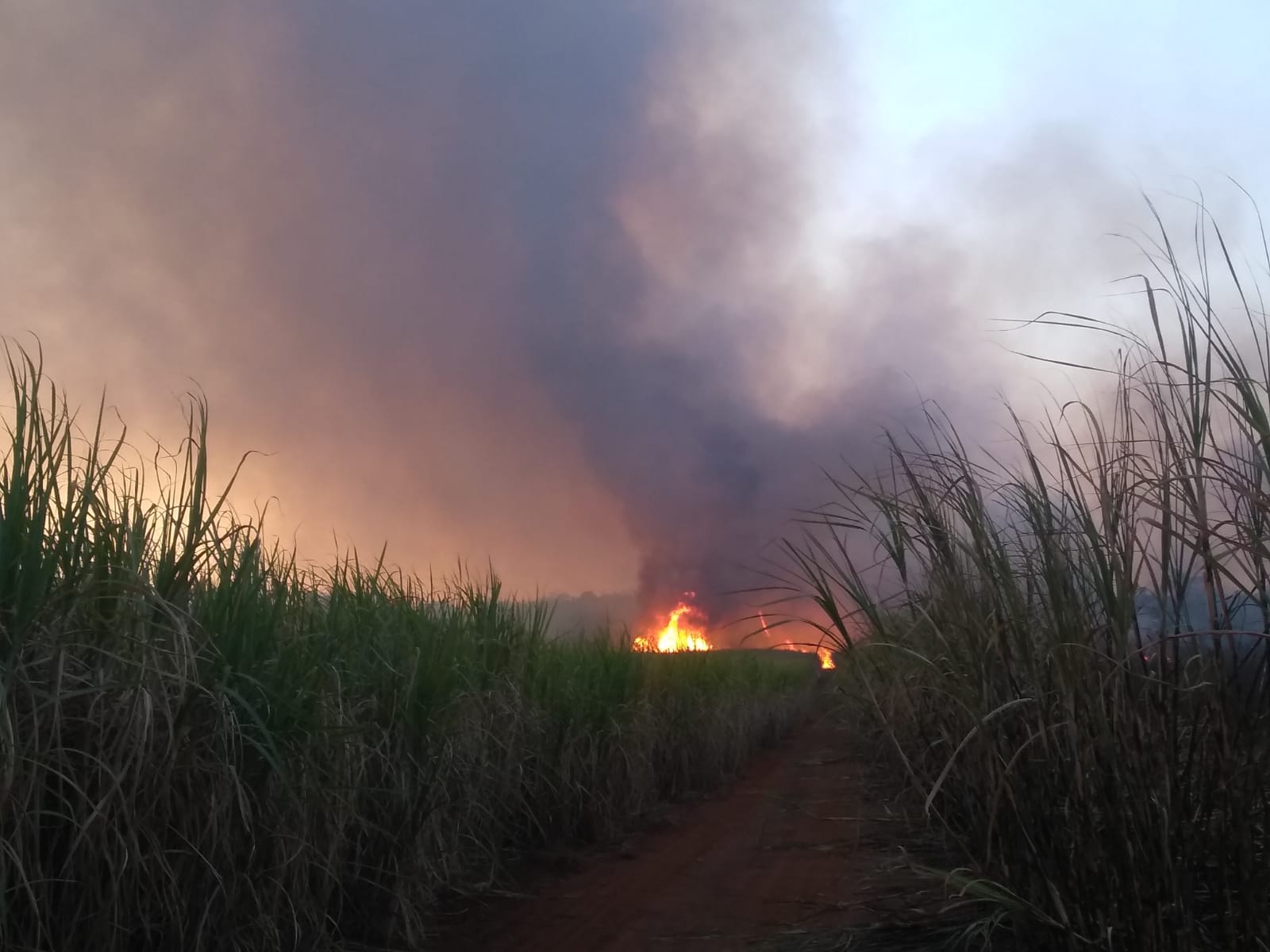 Incêndio destrói 300 hectares de mata preservada em Tupaciguara - Foto: Divulgação/Corpo de Bombeiros