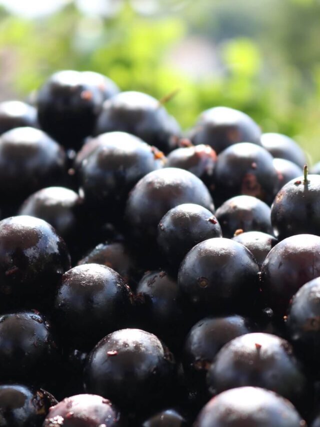 Festival de Jabuticaba de Sabará: programação e muito mais