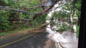 Dez pessoas ficam presas dentro de ônibus após árvore derruba fios sobre veículo, em Lagoa Santa - Foto: Divulgação/CBMMG