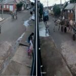 Duas carroças batem e idoso fica ferido em Carmo do Paranaíba - Foto: Reprodução