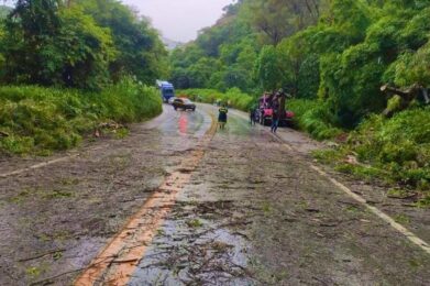 Árvore caiu na BR-381 em São Gonçalo do Rio Abaixo - Foto: Redes Sociais