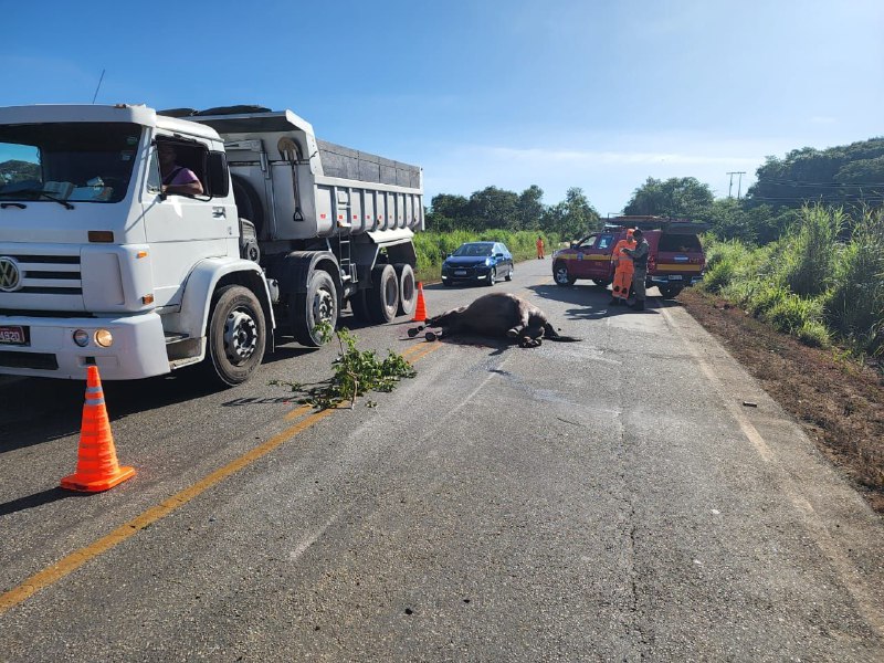 Homem morre após carro atingir animal na pista da MG-238, em Sete Lagoas - Foto: Divulgação/TECLEMIDIA