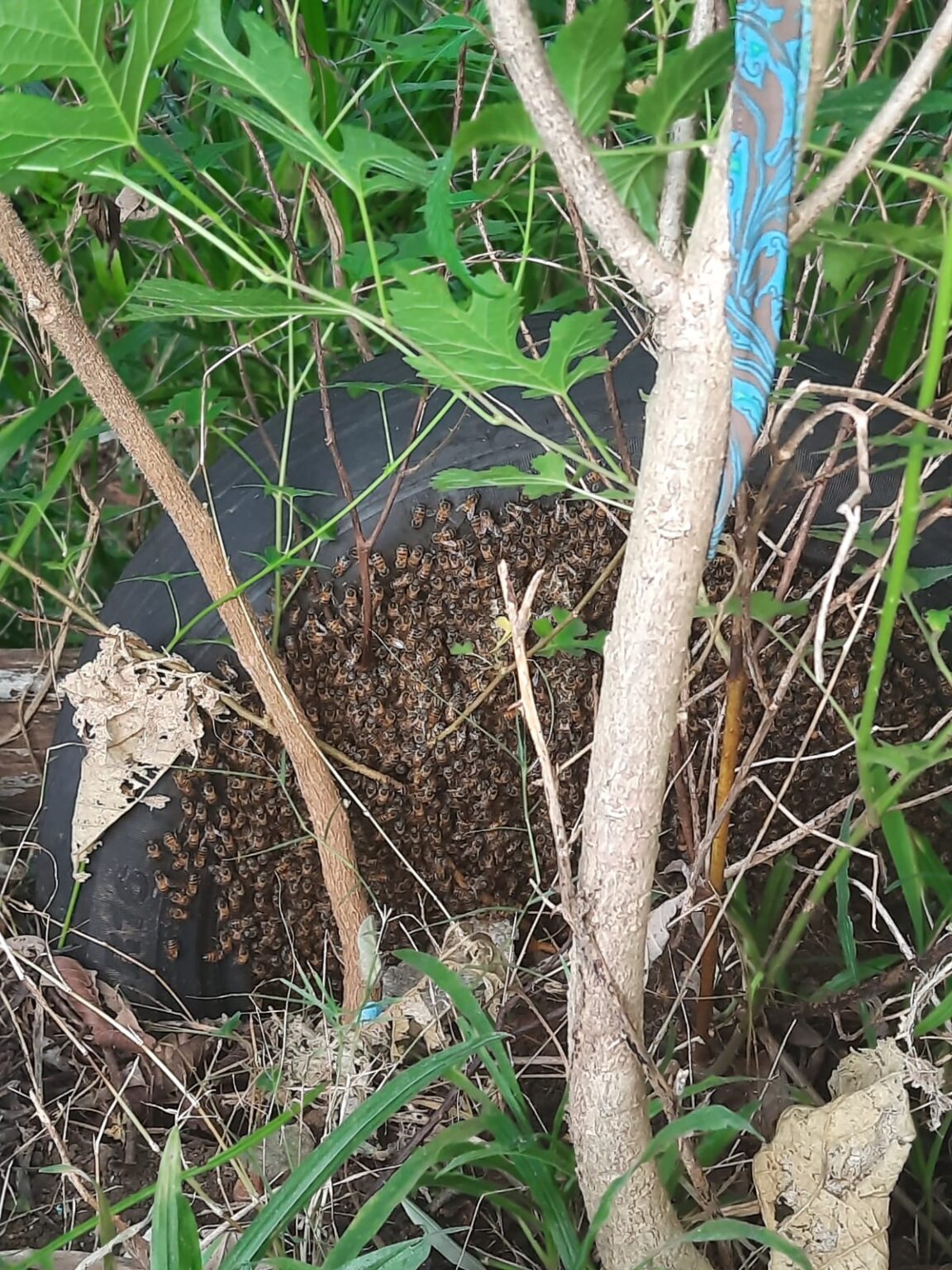 Cinco pessoas são atacadas por abelhas em Poços de Caldas - Foto: Divulgação/CBMMG