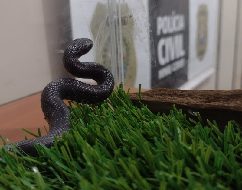 Cobra rara comercializada ilegalmente é apreendida em São João del Rei - Foto: Divulgação/PCMG