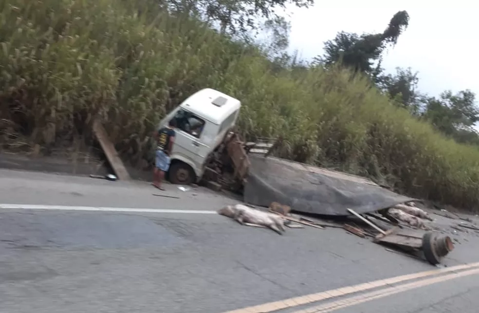 Caminhão carregado com porcos bate e fecha trecho da BR-381 em João Monlevade - Foto: Reprodução/Redes Sociais