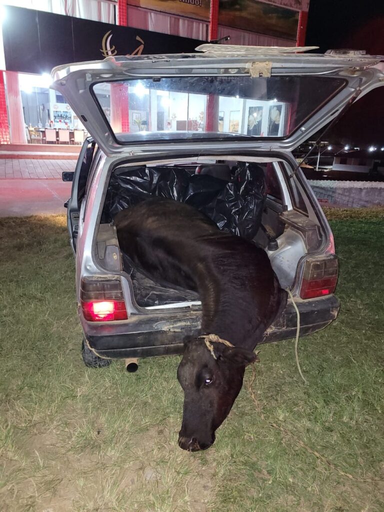 Motorista é preso com vaca amarrada dentro de carro em Carandaí - Foto: Divulgação/PMMG