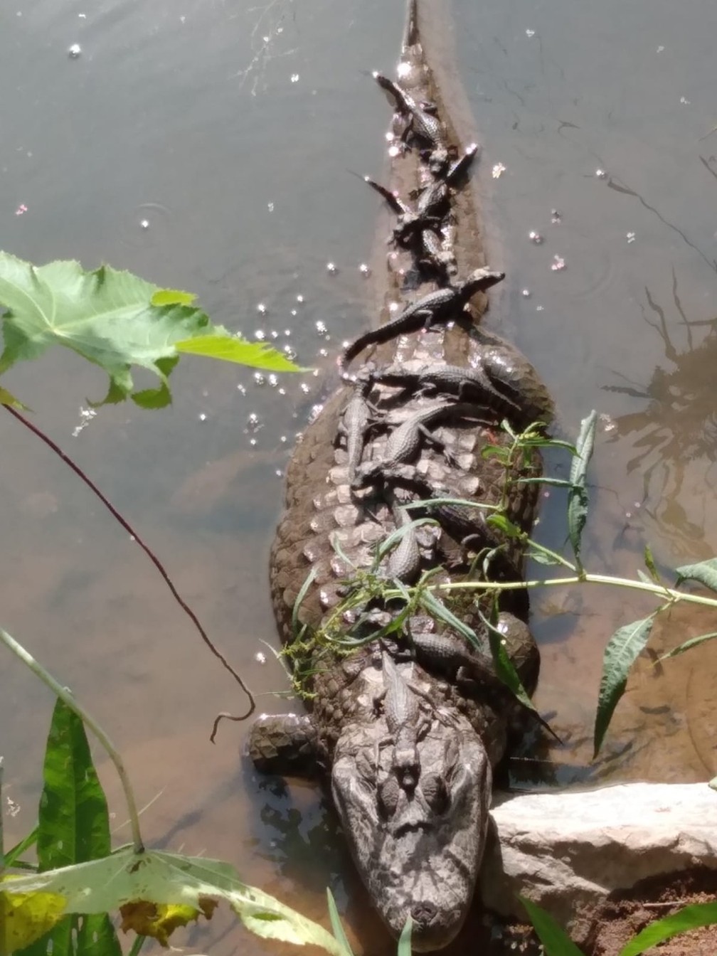 Mamãe jacaré toma banho de sol com 11 filhos na Lagoa da Pampulha, em BH - Foto: Antônio Rodrigues/PBH