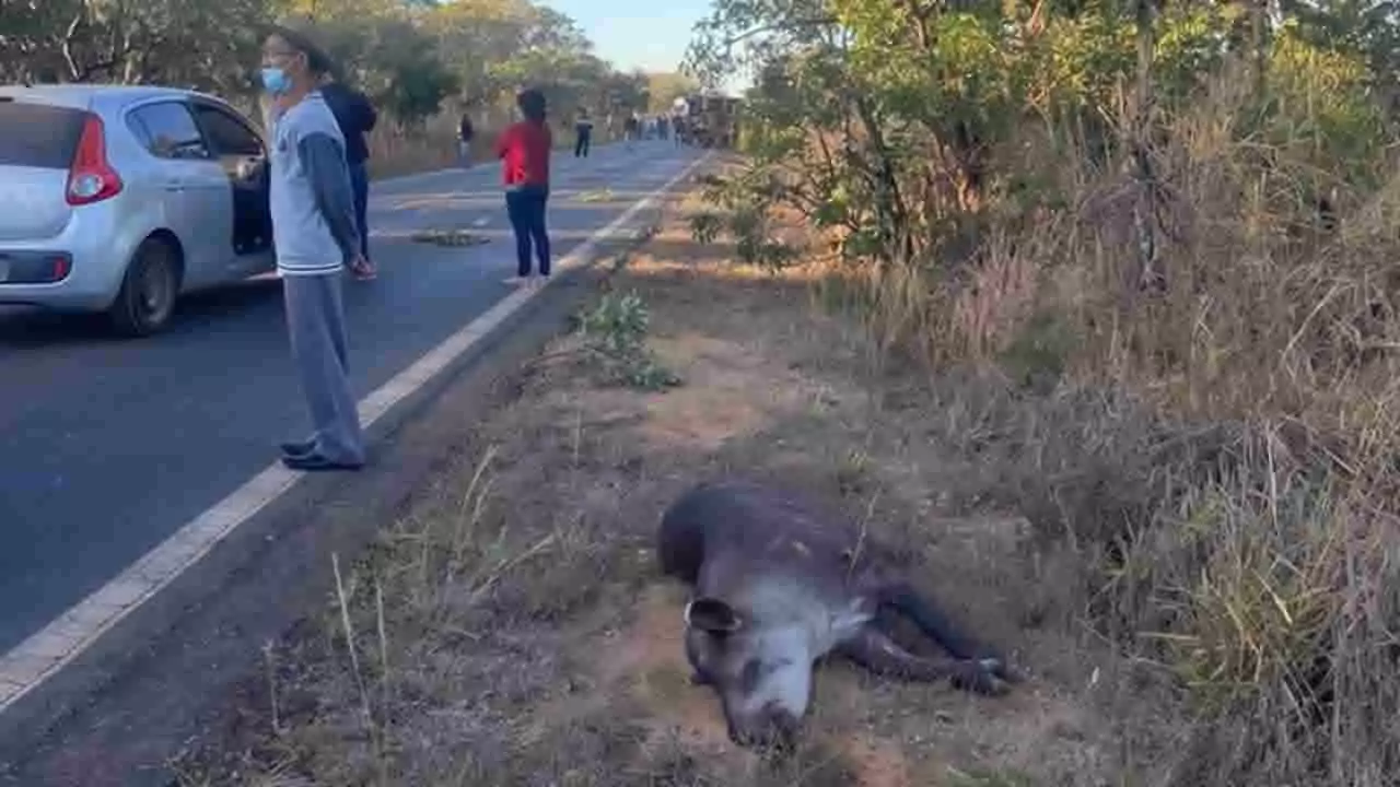 Ônibus escolar tomba após bater em anta e seis pessoas ficam feridas na MG-410 em Lagoa Grande - Foto: Reprodução/Redes Sociais