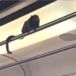 Mico é flagrado dentro de vagão de metrô em Belo Horizonte - Foto: Reprodução/Redes Sociais