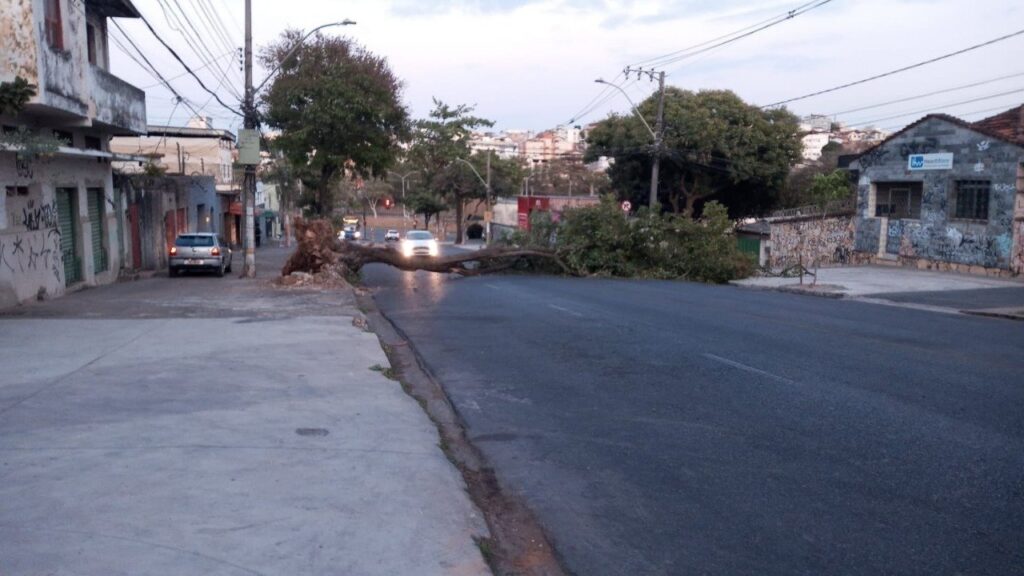 Ventos fortes derruba árvore no bairro Paraíso, em Belo Horizonte - Foto: Divulgação/BHTrans