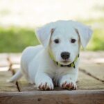 O que um cachorro filhote pode comer além da ração? - Foto: Divulgação/Pixabay