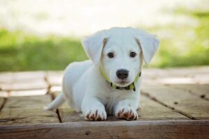 Justiça decreta prisão de homem acusado de matar cachorro com chute em MG Justiça decreta prisão de homem acusado de matar cachorro com chute em MG - Foto: Divulgação/Pixabay