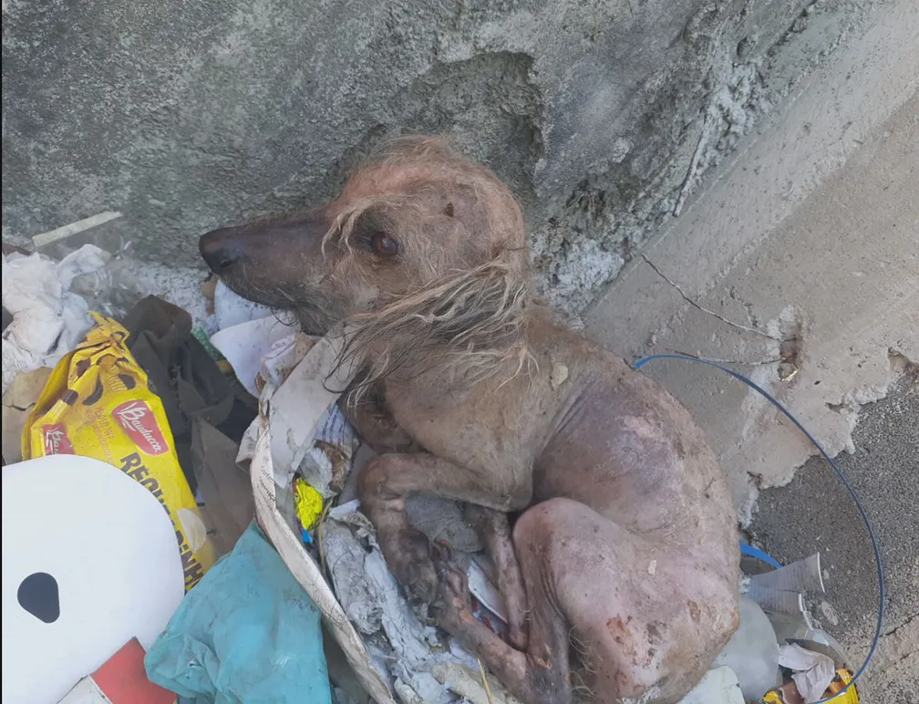 Cachorrinha é localizada amarrada em lixo, com feridas e queimaduras no bairro Goiânia, em BH - Foto: Reprodução/Redes Sociais