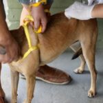 Prefeitura de BH vacina cães e gatos contra raiva no Minas Shopping nesta sexta e sábado - Foto: Divulgação/PBH