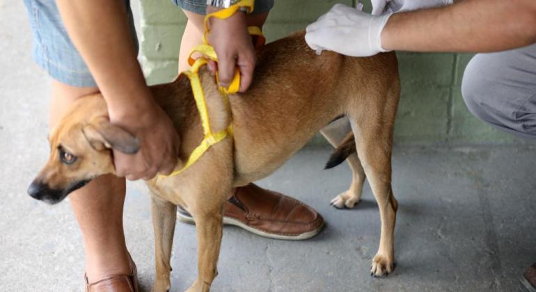 Vacinação contra raiva em BH segue até sábado (31); veja locais - Foto: Divulgação/PBH