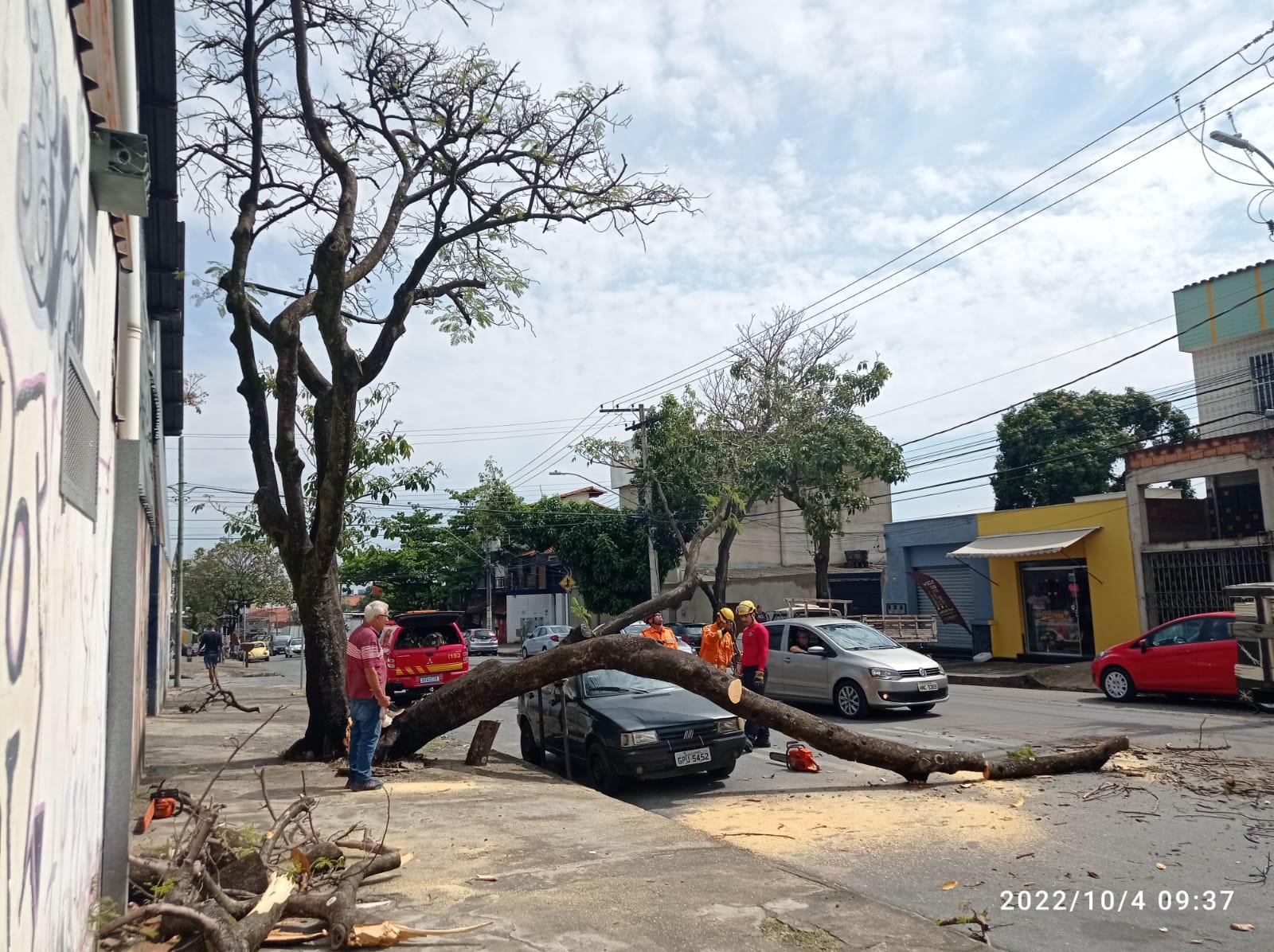 Pedestre se salva por um triz após queda de árvore no bairro Floramar, em BH - Foto: Divulgação/CBMMG