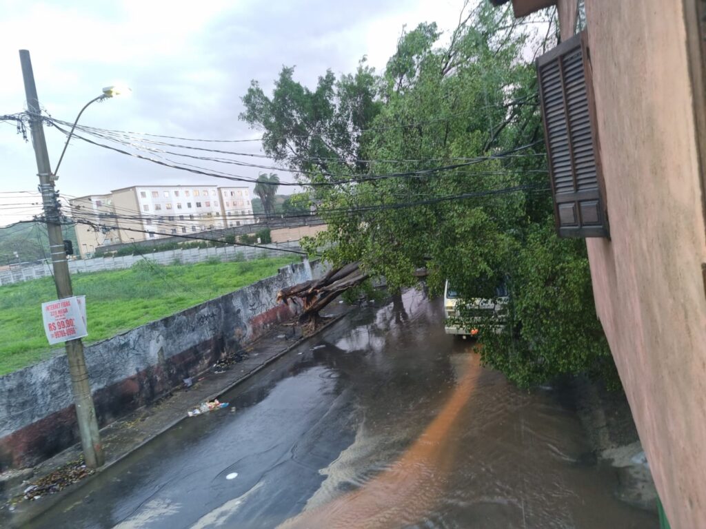 Queda de árvore no bairro São Gabriel, em Belo Horizonte - Foto: Divulgação/CBMMG