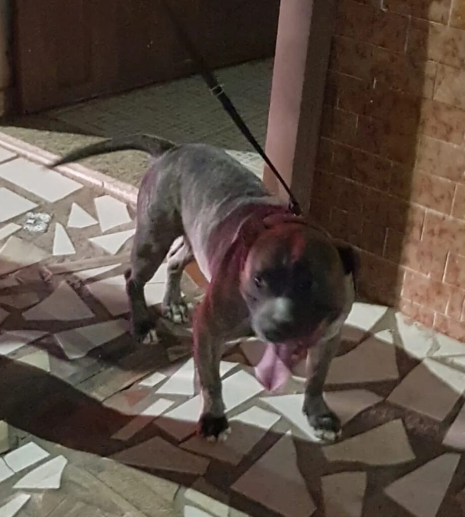 Mãe e bebê de 5 meses são atacados por cachorro American Bully em Nova Lima - Foto: Divulgação/Polícia Militar