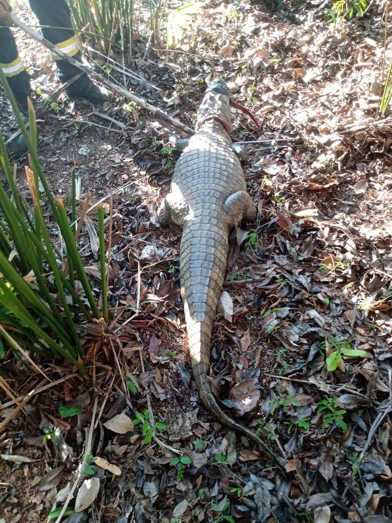 Jacaré é encontrado em horta de casa de eventos no bairro Dom Bosco, em BH - Foto: Divulgação/CBMMG