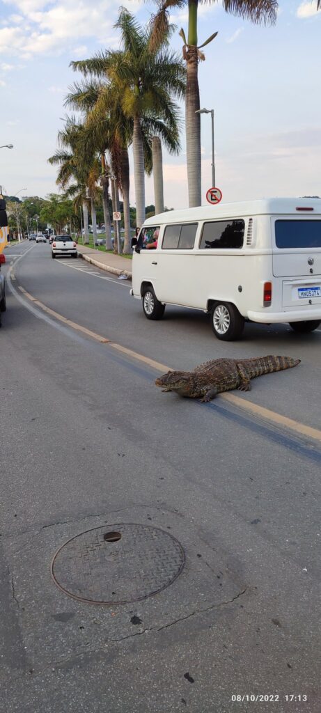 Jacaré Alfredo passear pela avenida em Lagoa Santa e viraliza nas redes sociais - Foto: Reprodução/Redes Sociais