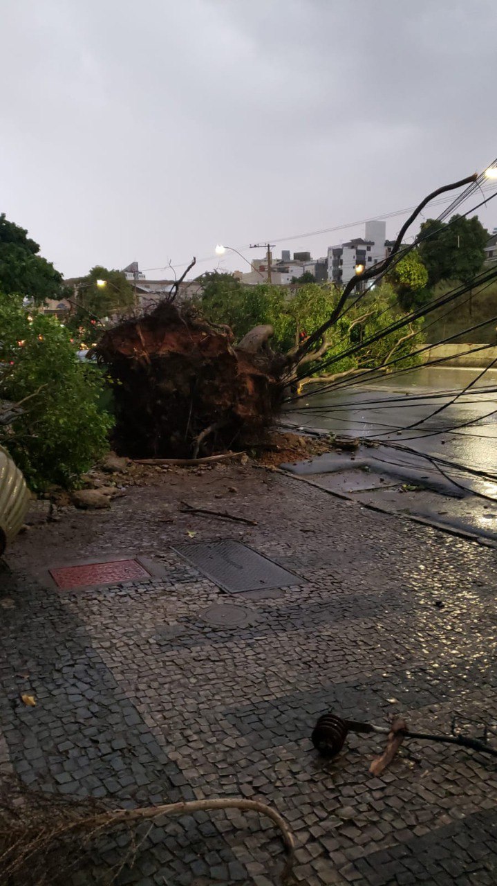 Motorista sofre traumatismo craniano após queda de árvore na Avenida Bernardo Vasconcelos, em BH - Foto: Divulgação/CBMMG