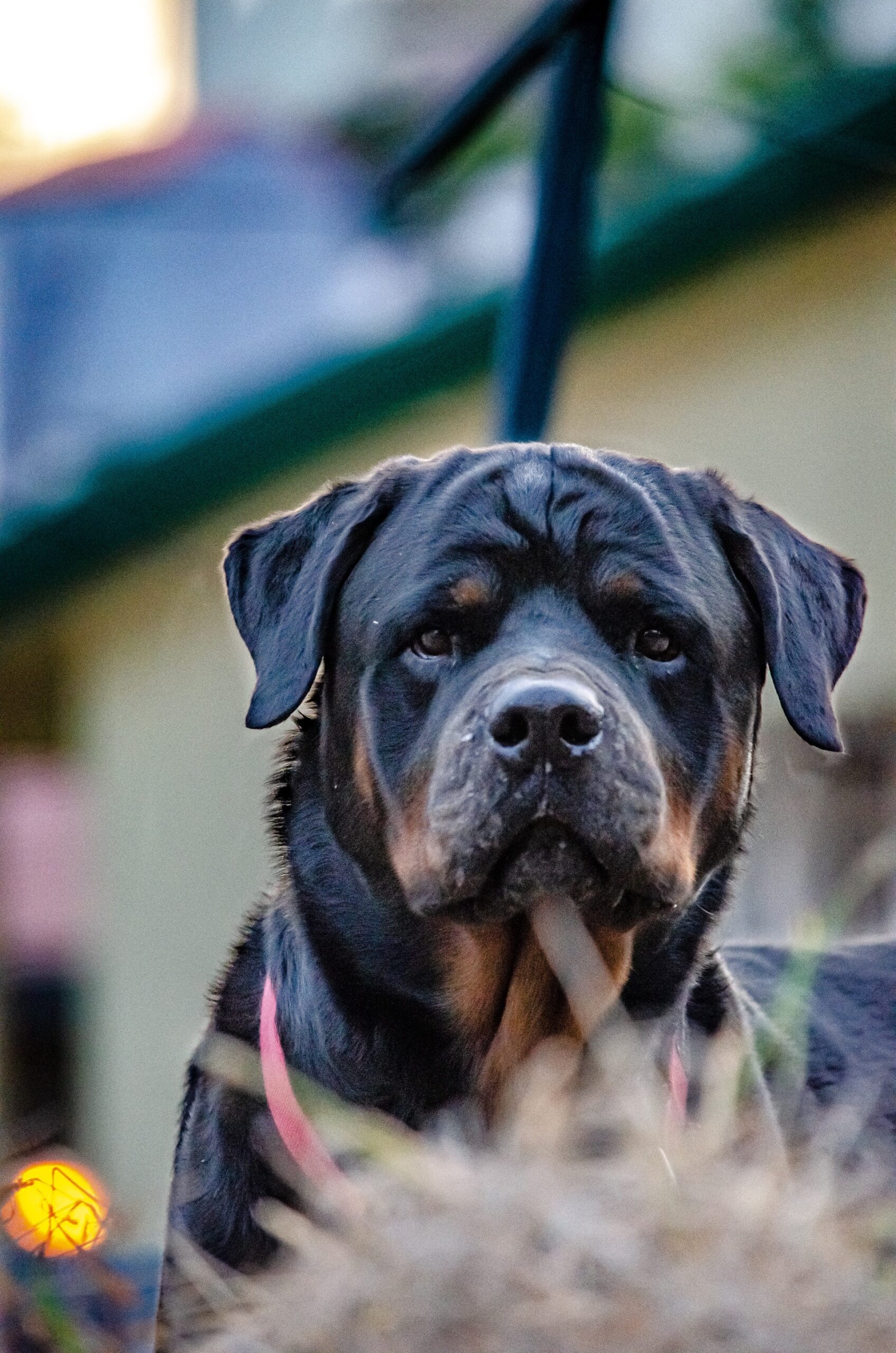 Mulher morre atacada pelos próprios cachorros no bairro Jardim Vitória, em BH - Foto: Divulgação (Imagem Ilustrativa)