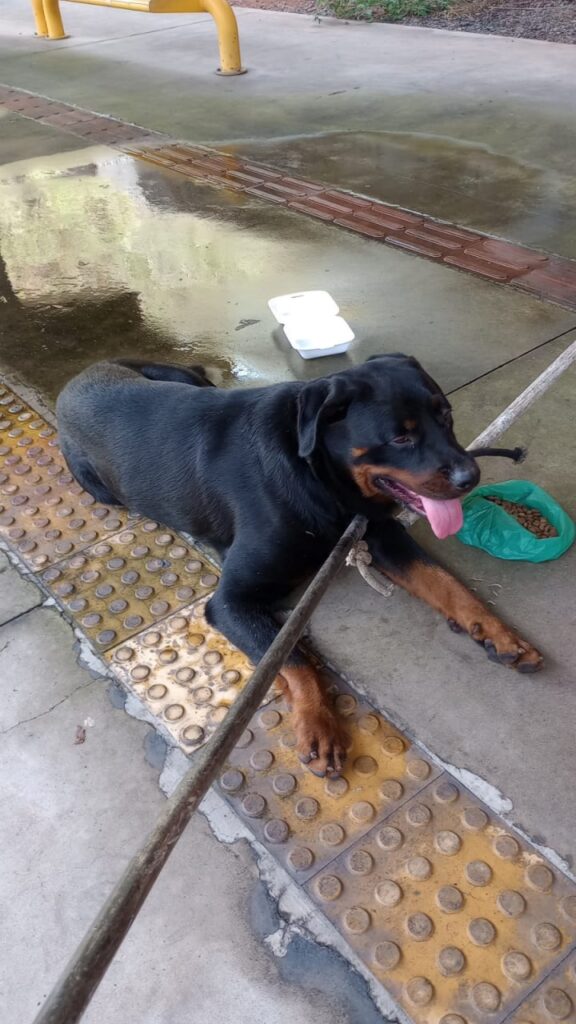 Cachorro rottweiler é resgatado no telhado do Terminal Morro Alto, em Vespasiano - Foto: Divulgação/CBMMG