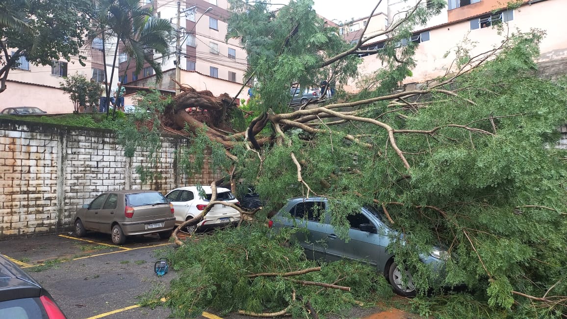 Dez carros são atingidos por árvore de grande porte em Sabará - Foto: Divulgação/CBMMG