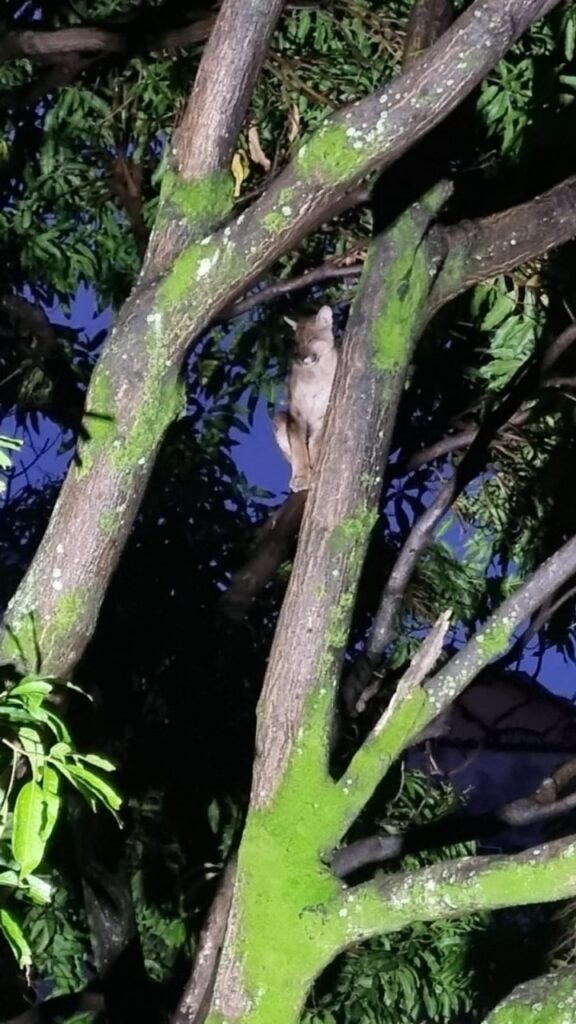 Onça-parda é resgatada de mangueira no bairro Santa Efigênia, em BH - Foto: Divulgação/CBMMG