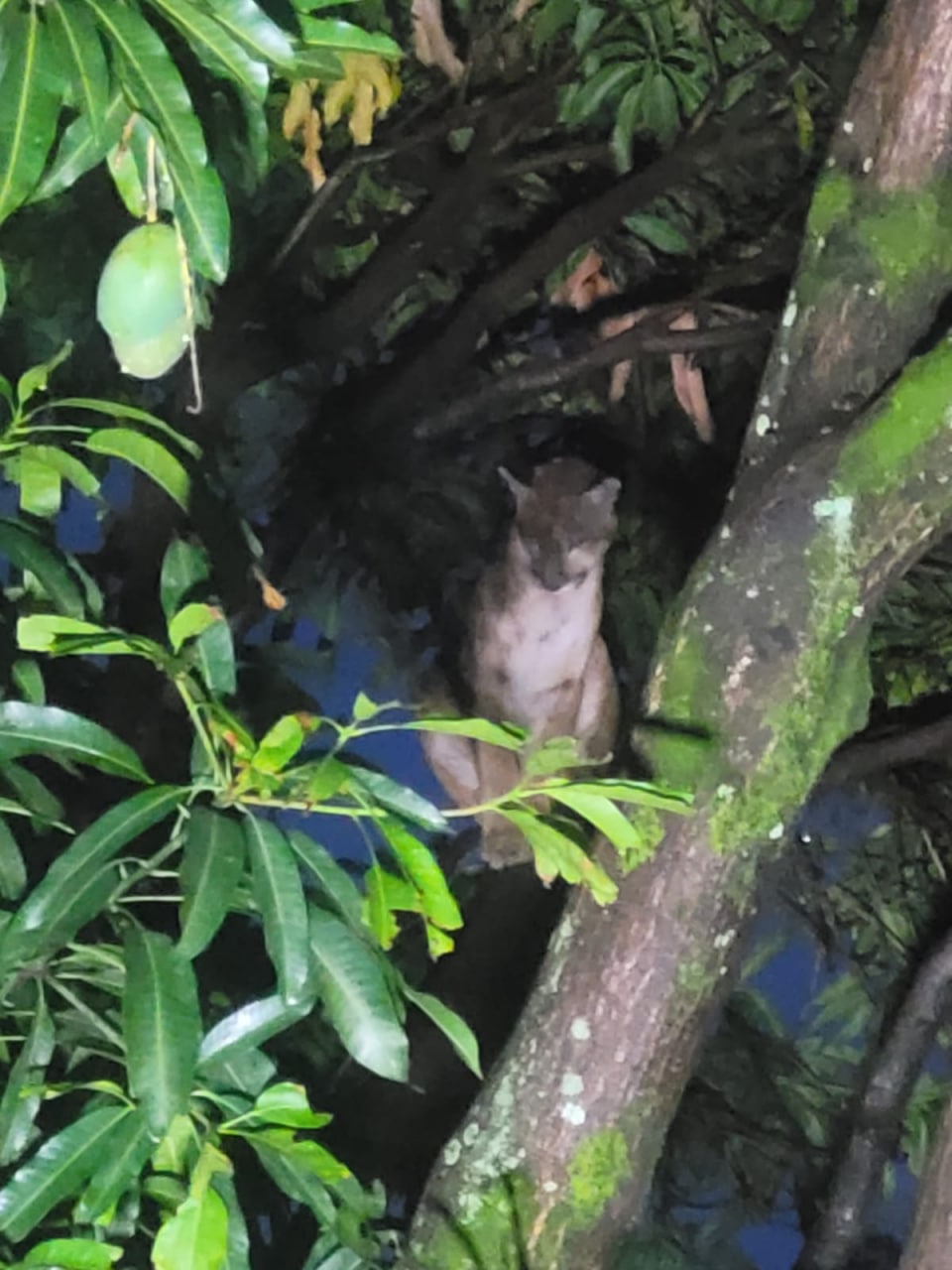 Onça-parda é resgatada de mangueira no bairro Santa Efigênia, em BH - Foto: Divulgação/CBMMG