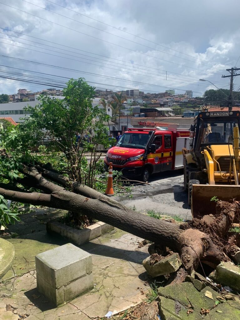 Idosa fica ferida após árvore de grande porte cair em cima de ponto de ônibus em Barbacena - Foto: Divulgação / CBMMG